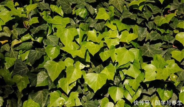 卧室养3种花,晚上也能释放氧气,睡觉睡的香!