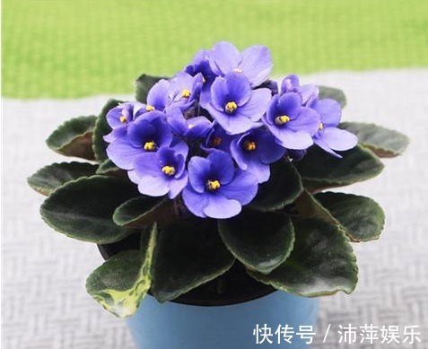 红花酢浆草|开花不断的5种花卉,赏花又闻香,花期超长,漂亮又好养!