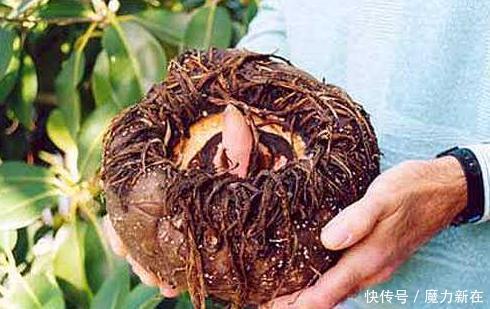 胰岛素|此物是天然“胰岛素”,糖尿病的“死对头”,坚持吃,降糖很管用