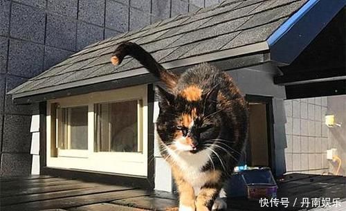 流浪猫被警局奖励别墅只因捕鼠能力出众,猫咪全靠本事吃饭