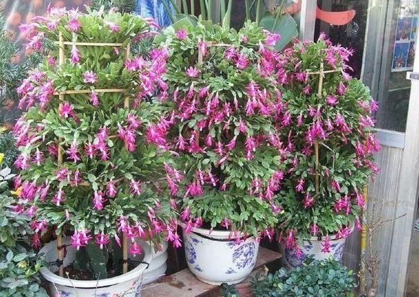 家里养上“3种花”，从年头“香”到年尾，阳台变花海，太美了