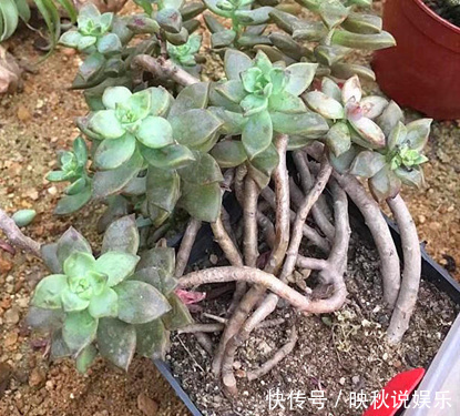 农场|农场大叔的一个小妙招,多肉种在“这”上面,3个月都不用浇水!