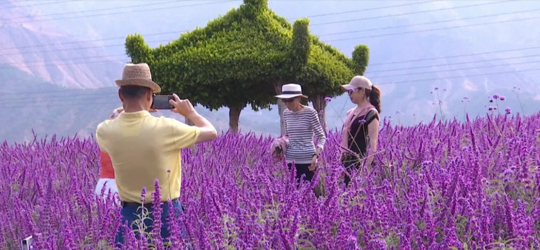 ?处处飞花的攀枝花有多美?