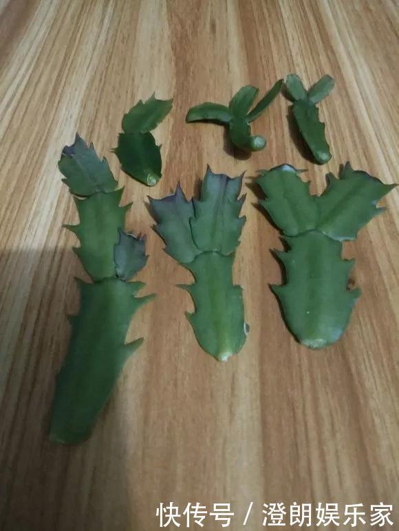 5种花快扦插,生根超快,1周长出大白根,新手也能插得活