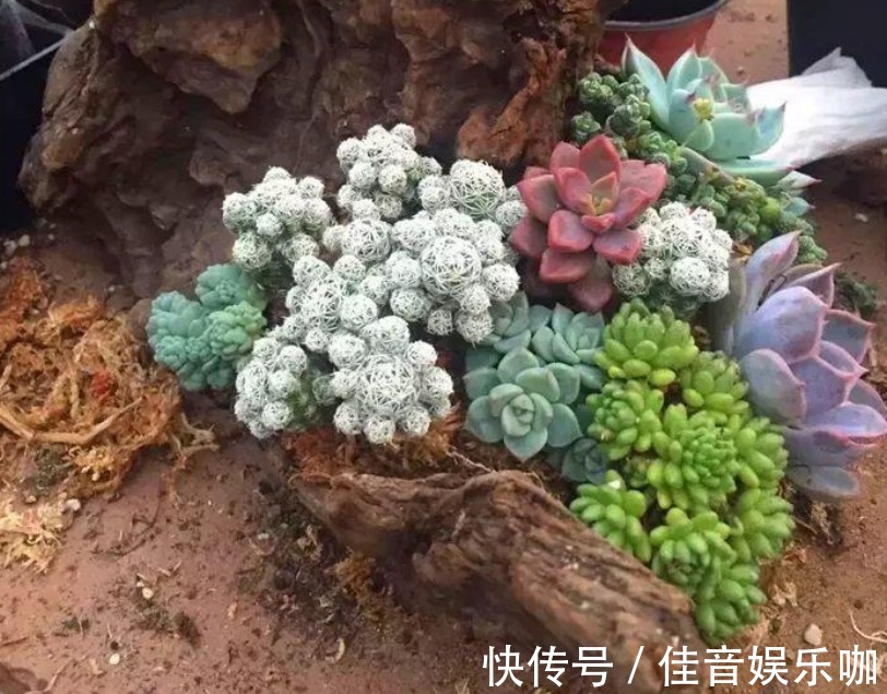 土壤|寻常多肉该怎么养护,才能快速蜕变成木桩?盆栽抓住3点