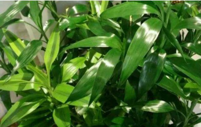 富贵竹|2种花能长“2米高”,镇宅又旺材,吸甲醛,净化空气,养1盆真值
