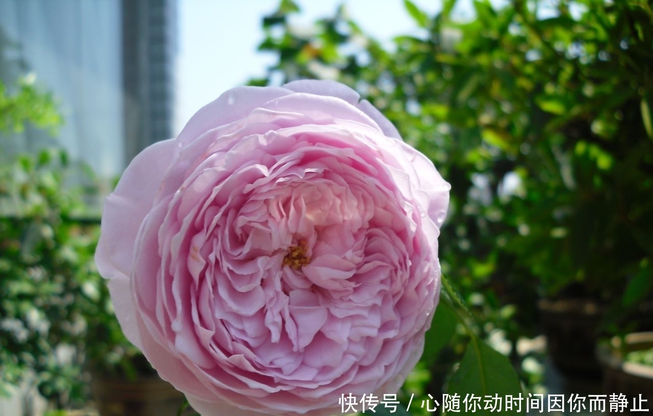 5种常见植物缺水信号,怎么处理呢?看情况分别对待