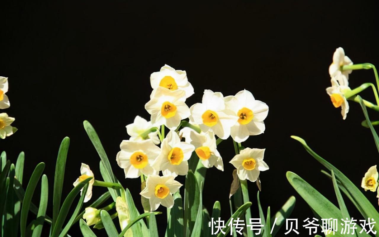 浇花还用黄豆水,那你就落伍了,养花达人都用它,浇完根茎变茁壮