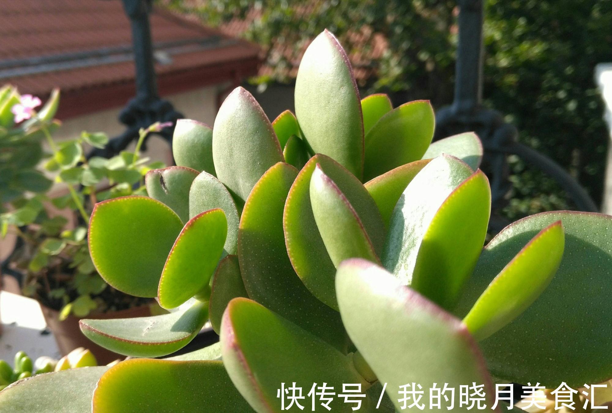 玉树|玉树长得慢?2个方面来改善,长势快、枝干壮、能开花、变老桩