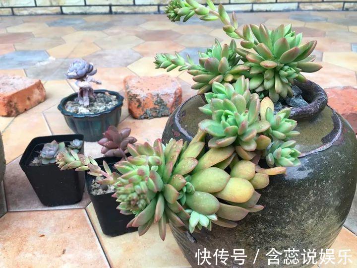 坛子|他用菜坛子种多肉,1分不花,呼呼长成“大米饭”!