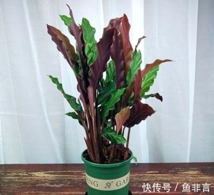 13种耐阴花卉,光照不足也能生长旺盛,开花茂密