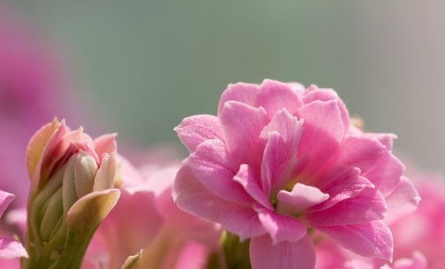 长寿花栽种，这样配土，植株长势旺，管理更简单