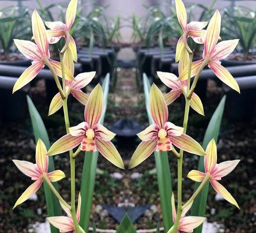  超高|性价比超高的3款兰花，款款精品，大花浓香，栽种容易，四季开花