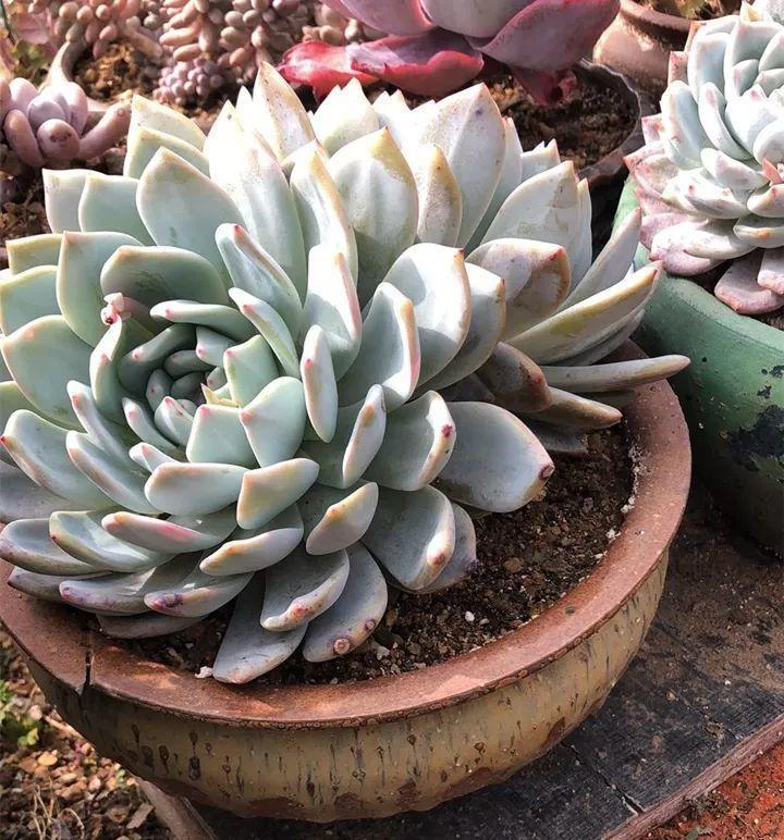 姐姐养了9年的多肉，没有买肥就用它，个个长成精！