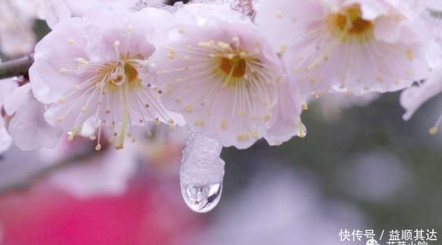 花草盆栽：6种冬天开花的植物，随便养上一盆，美翻整个寒冬！