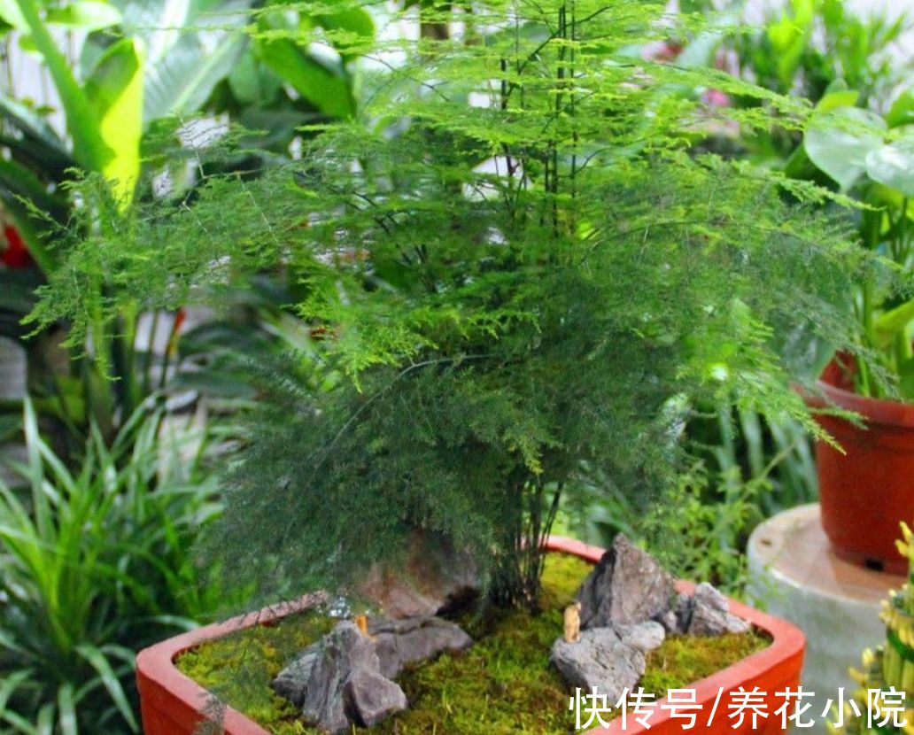 文竹叶子发黄，多是3个方面没做对，该如何解决呢？