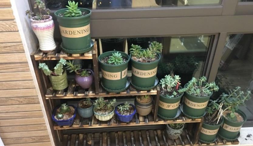 3种养多肉的小物品,老手都淘汰了,新手还争着买,都是智商税