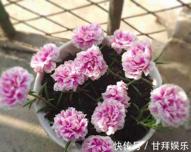 阳台|太阳花怎么过冬?用一种方法,顺利过冬,来年开花更多更美