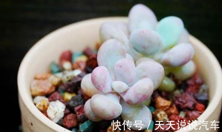 老手别看，新手一看就懂的多肉养护技巧