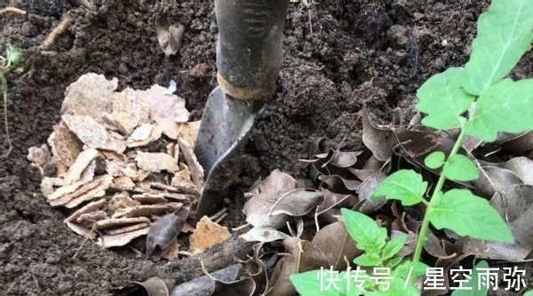 废物肥|用这2样“废物肥”养花,家人再不嫌弃我败家了