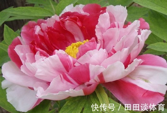 三种正能量的花，寓意极好家人兴旺，喜欢赶紧养一盆！