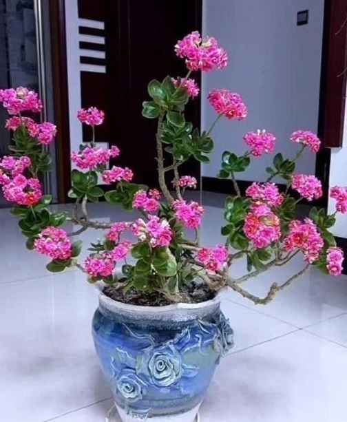 养长寿花“咔嚓”几下，开花就像“棒棒糖”，养2年变“老桩”