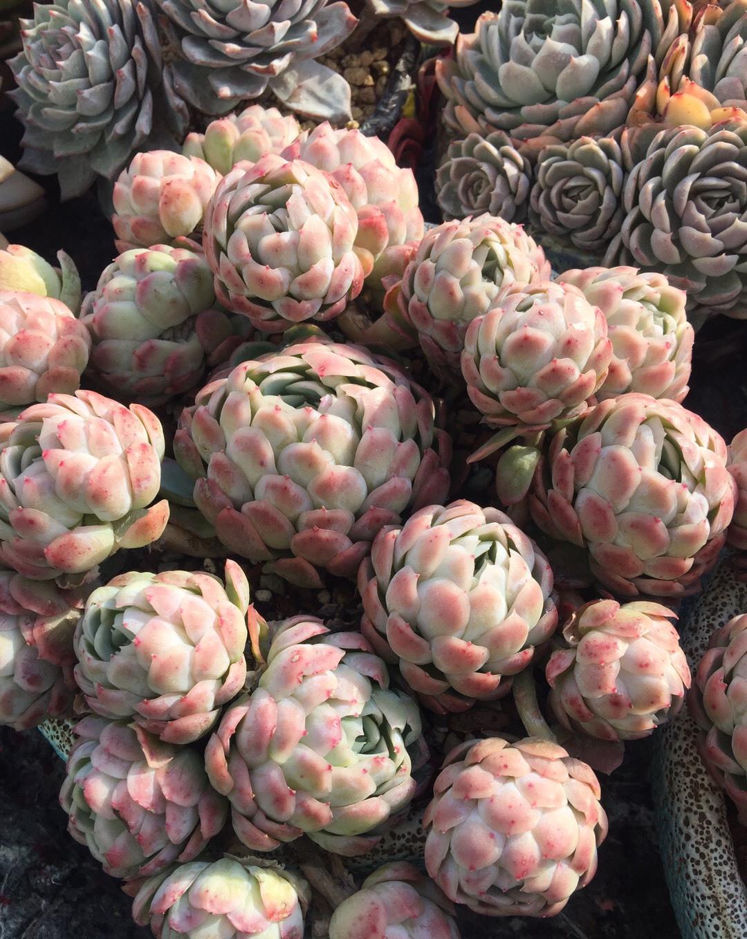 被低估的“三多肉”,叶片自带“果香味”,小半年缀成群生肉墩子