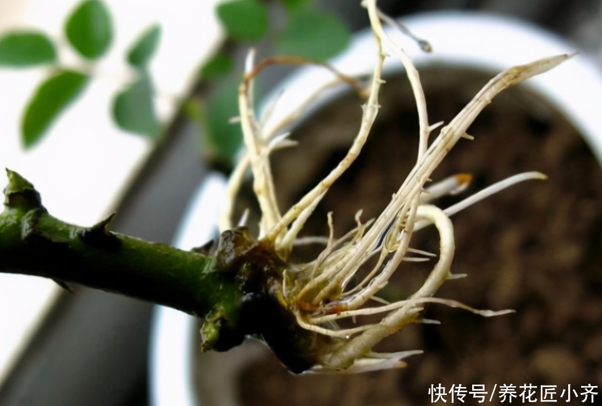 生根|5月可以扦插四种花，只要温度高，见土就生根