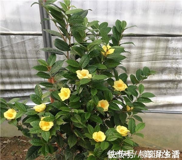 漂亮|此花的价值极高,营养丰富,花色艳丽,浓香四溢,即漂亮又好养!