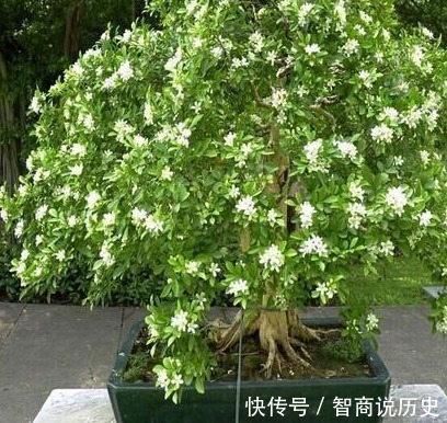 九里香|我国"最香"的花,花开116天,家里种3棵,堪比"空气净化器"!