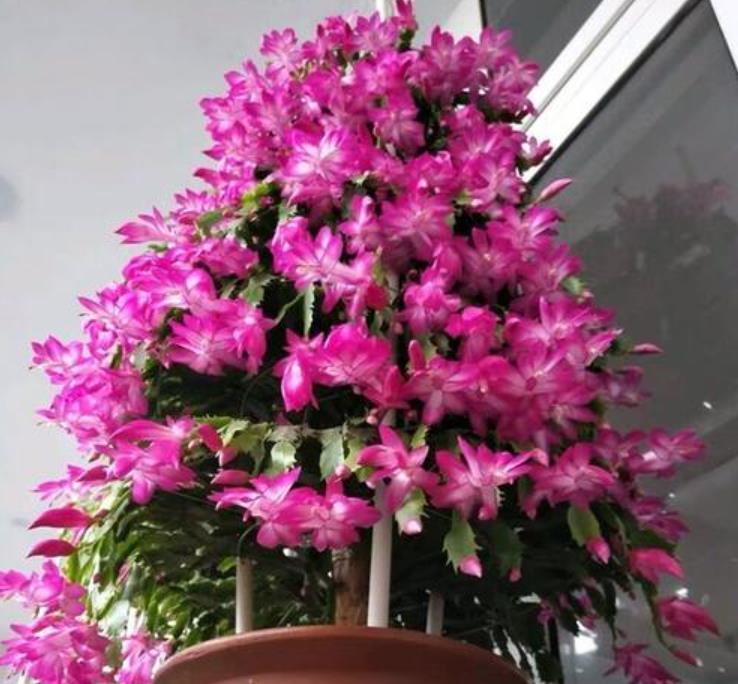 家家都有的厨房“垃圾”,用来养花都嫌臭,其实它是最佳的促花肥