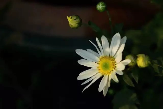 看一代名僧,婉拒一代才女