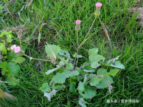 野草|农村常见的“羊蹄草”，没想到价值这么好这些作用我今天才知道