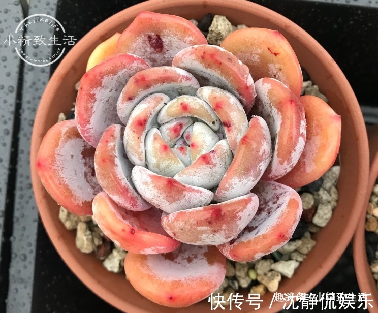 缺水|新手养多肉，看一看捏一捏，轻松掌握浇水，不必再用“3年功”