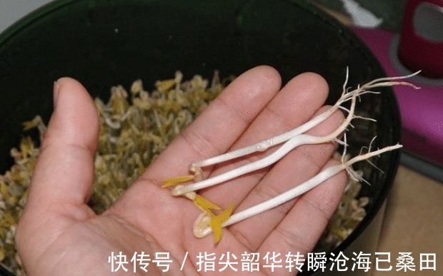 脆嫩|刚知道，原来发豆芽真简单，3天就能吃，脆嫩新鲜，比买的还好