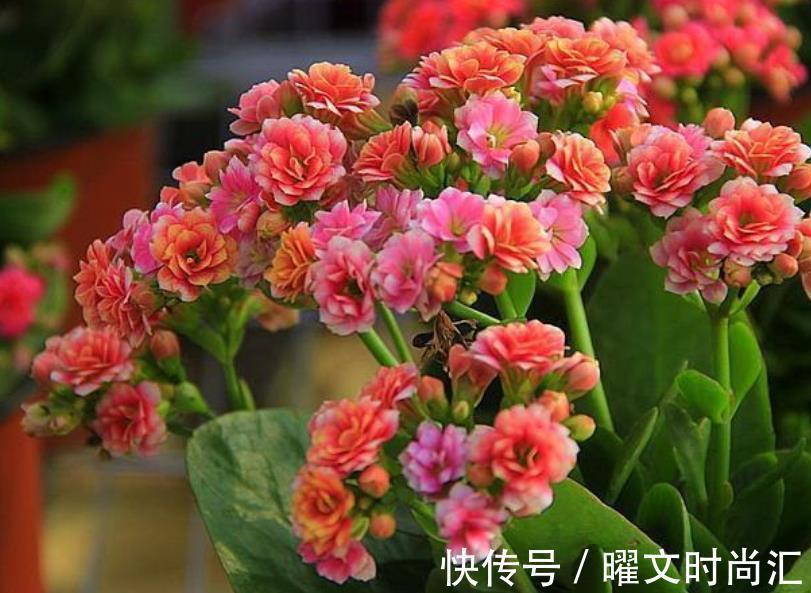 花芽|11月后养长寿花,2种花肥不能再用了,不然今年不开花,白养了