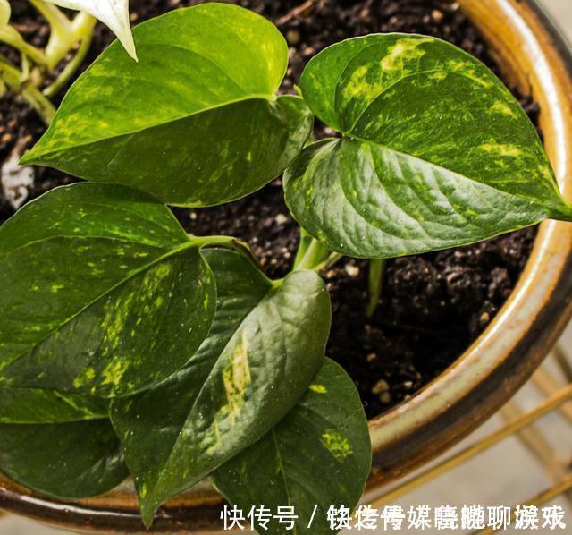 养花|用自来水、雨水、桶装水和凉开水养花的差别,哪种水养花最好呢