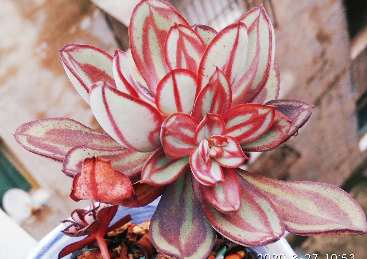 老桩|想听跟肉友分享多肉的故事?这必须有,而且还不少,但你有酒吗?