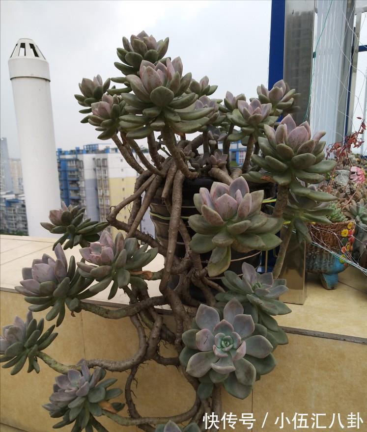 观音莲|适合新手养的“6种多肉”,耐热又不怕冷,养成老桩,又美又霸气