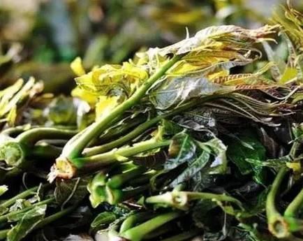 腌香椿,香椿要不要焯水?十几年老方法教给你,放一年都脆嫩鲜香