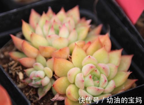 多肉这么养才能颜色亮丽，胖乎乎萌萌哒
