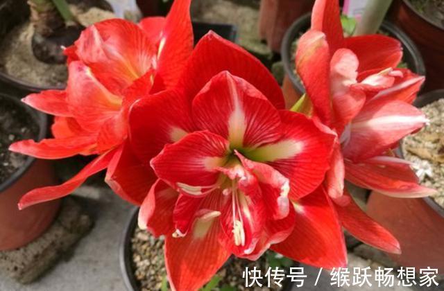 秋天不知养啥花栽几盆“年宵花卉”,现在栽培,过年就能赏花