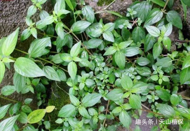 食物|根部形似人参,是穷苦人家的宝贵食物,如今要卖80元一斤