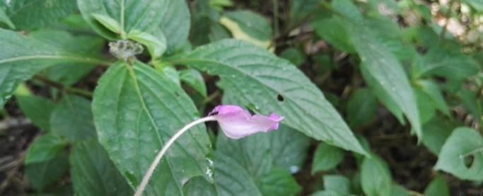 这种能续筋接骨的草药,长在路边,竟无人认得,中医,真的式微了