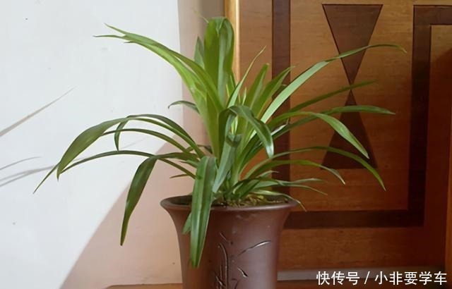 种花|3种花是“植物氧吧”，卧室养几盆，晚上造氧气，空气清新睡觉香！