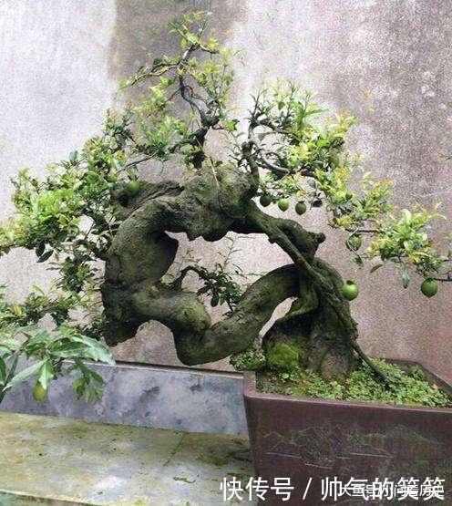 1种盆景,人称老桩金弹子,养越久越贵,都当传家宝养,我就养了