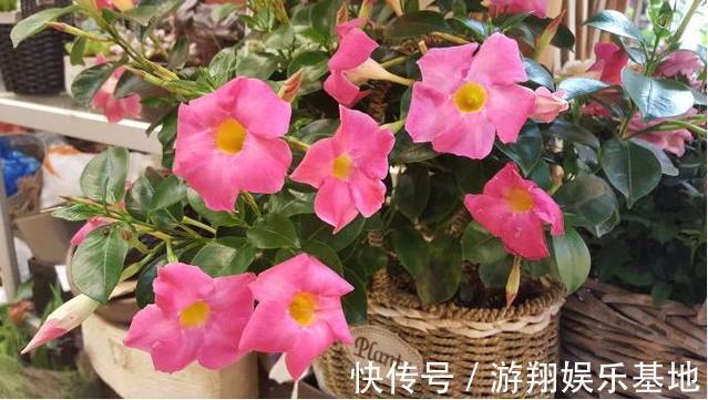 有机肥料|花卉里也有“劳模”，3种一年开到头，第2种还能养成“棒棒糖”