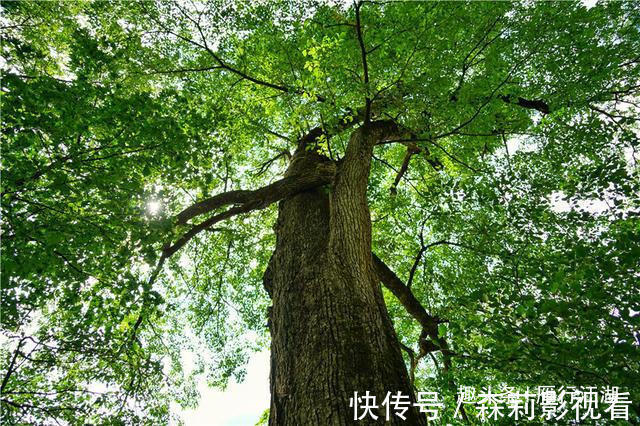 长白山|长白山深处被忽略的景区,鸳鸯池上没鸳鸯，但美的好像一幅画