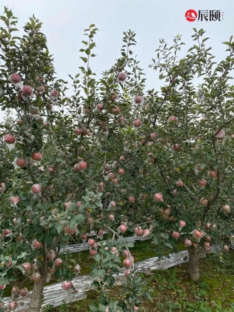 嘎嘣脆|辰颐：礼泉膜袋苹果脆甜爽口，甜蜜多汁，新鲜采摘的“嘎嘣脆”