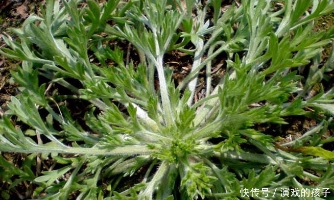 常见病|这种农村的野草能治黄疸型肝炎，还有抗炎和降血脂的功效